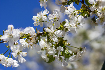 Flowers of the cherry blossoms on a spring day closeup