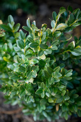 Boxwood bush in the garden