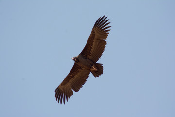 The cinereous vulture (Aegypius monachus