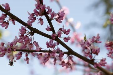 Flowers of the sakura blossoms on a spring day closeup