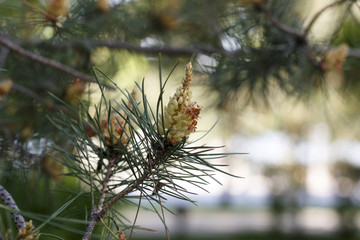 Flowers of the pine blossoms on a spring day closeup