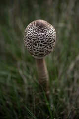 champignon coulemelle 