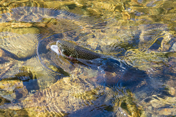 Rainbow Trout - Close up of a freshly caught fish in the water