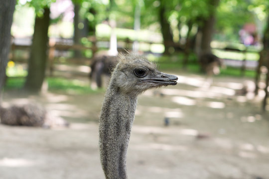 Portrait of young ostrich in the zoo