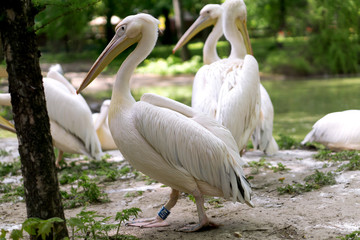 Group of white pelicans near the lake
