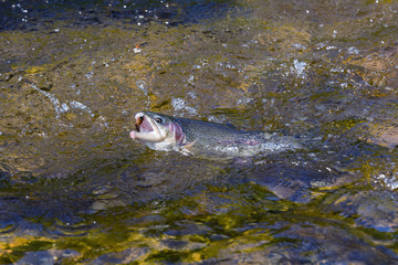 Rainbow Trout - Close up of a freshly caught fish in the water