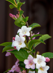 Obraz na płótnie Canvas Tree of jasmine pink. 