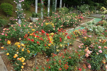 Obraz premium 五月のバラ