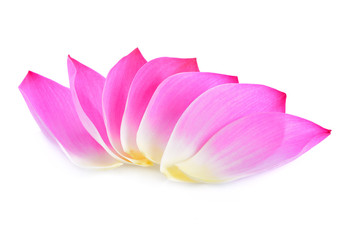 petal lotus flower isolated  on white background