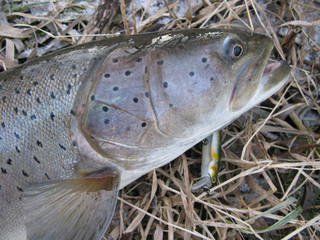 Fishing - Danube salmon catch on lure