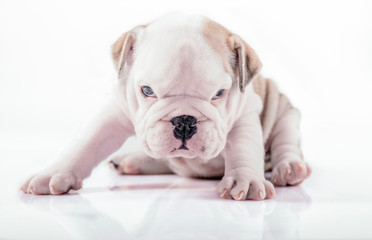 English bulldog pup posing