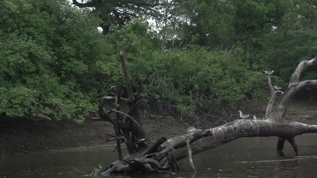 boating on the river,  birds on tree in water,  Pantanal
