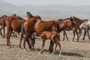 Horses