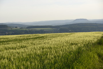 Obraz premium Am Getreidefeld