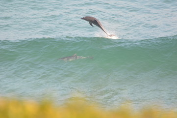 Dolphin showing off