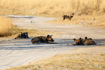 Wild Dog - Okavango Delta - Moremi N.P.