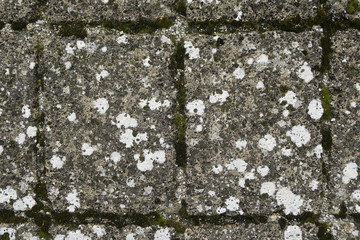 Detail of lichen and moss  on ancient paved street