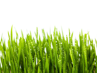 Fototapeta na wymiar Wheat grass on white background