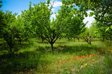 Fototapeta na wymiar Apricot trees and tulip fields