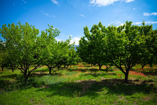 Apricot trees and tulip fields