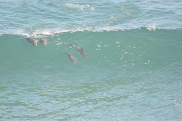 Dolphinmarathon