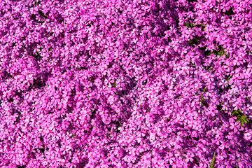 Background of small flowers of phlox