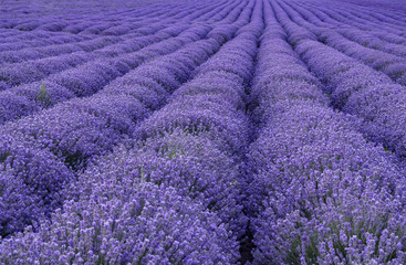Fototapeta na wymiar exciting landscape of blooming lavender rows like carpet