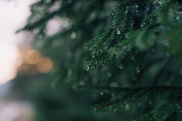 Drops on fir-needle.