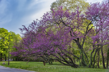 Beautifully blossomed in purple wood in a park