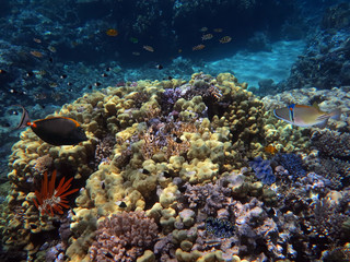 Naklejka na ściany i meble Coral Reef and Tropical Fish in the Red Sea