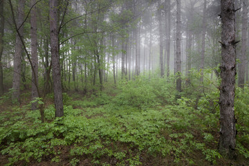 View inside of the foggy forest on the trees. Scenic foggy landscape
