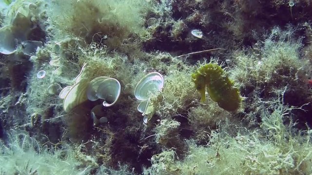 Costa Brava, diving the Mediterranean sea, Seahorse yellow, Spain