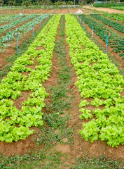Fototapeta na wymiar Cultivated lettuce grown in garden