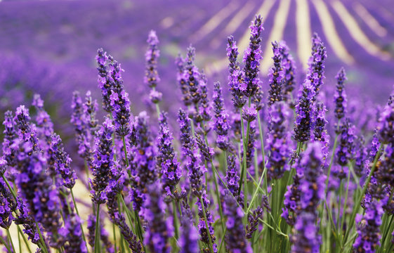 Very nice view of the lavender fields.Provence, Lavender field.Lavender flower field, image for natural background.