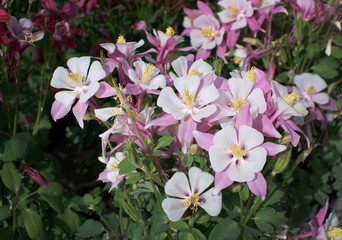 xxx flower closeup isolated
