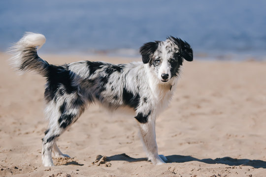 Adorable Cute Blue Merle Border Collie Puppy on the beach standing and  looking at the camera Stock Photo | Adobe Stock