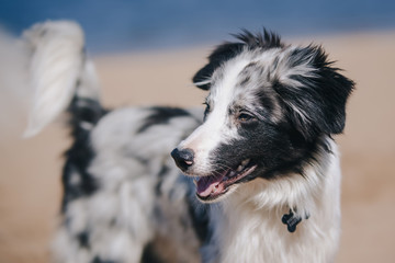 Fototapeta na wymiar portrait adorable Cute Blue Merle Border Collie Puppy on the beach