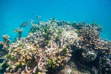 Big coral reef stone with fish in similan island
