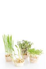 Growing microgreens on white background with free space for text. Healthy eating concept of fresh garden produce organically grown as a symbol of health.
