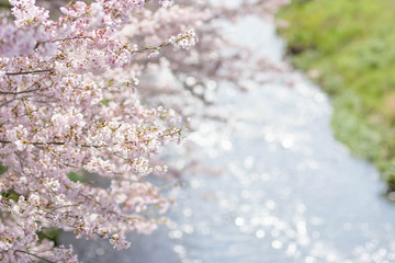 水面が光る川と満開の桜1　コピースペースあり