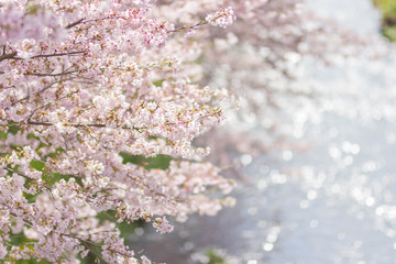 水面が光る川と満開の桜2　コピースペースあり