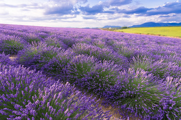Fototapeta na wymiar Lavender field in sunlight,Provence,Plateau Valensole. Beautiful image of lavender field. Lavender flower field, image for natural background. Very nice view of the lavender fields.