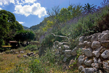 Lavender garden view Mallorca