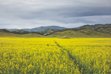 Flowering rapeseed field. Yellow flowers. Altai landscape