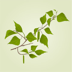 Birch twig with catkins natural background vintage hand draw vector illustration