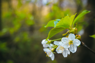beautiful flowering apple trees