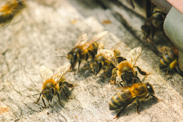 hives with bees