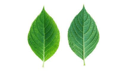 Hydrangea leaf on white background.