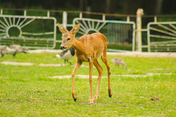 Deer Sniffs around the forest