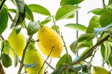 Yellow Lemon on the Tree
